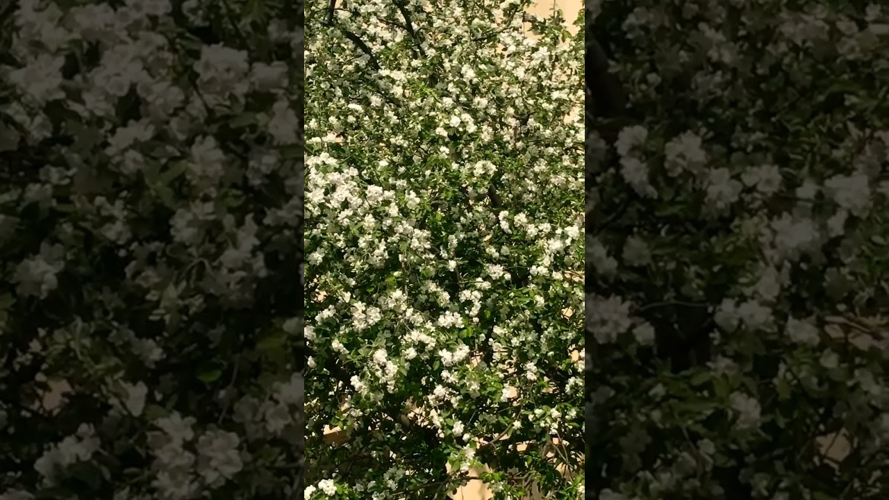 Where can you smell the bird cherry? 