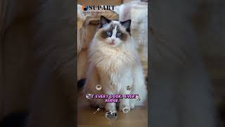 Download Lagu supart machinery turbos cat talkshow #supart #turbo #cat #pet #funny #talkshow #spares MP3 Download Lagu supart machinery turbos cat talkshow #supart #turbo #cat #pet #funny #talkshow #spares MP3