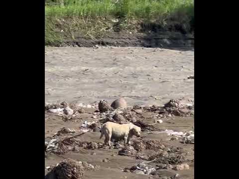 Video: Kuinka auttaa äitiä koira, joka synnyttää