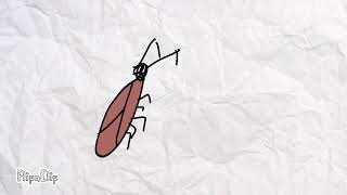 Animação-Baratinha