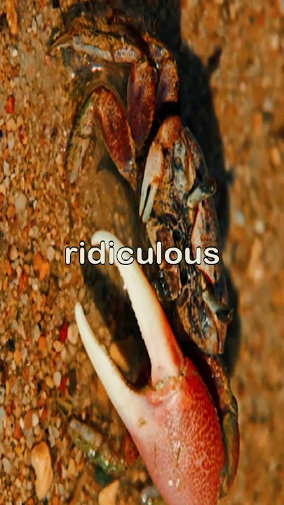 The Crab With One Giant Arm #FiddlerCrab #CrabFacts #NatureIsFunny #AnimalFacts #StayWild