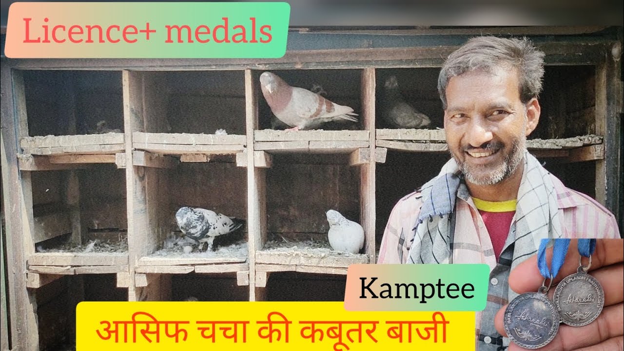 आसिफ चाचा kamptee wale | medalist😱 in कबूतर प्रतियोगिता🕊️| 7507278056 | Old blood line kabooter.