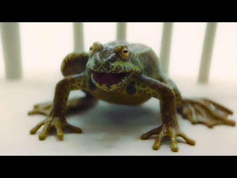 The Solitract is a Frog?! | It Takes You Away | Doctor Who