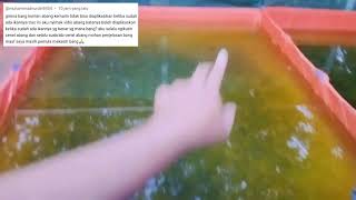 Katanya Em4+Molase boleh ditebar kekolam yang sudah ada ikannya, Sekarang TIDAK BOLEH, Gimana sih