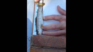 Pit Tagging Atlantic Salmon