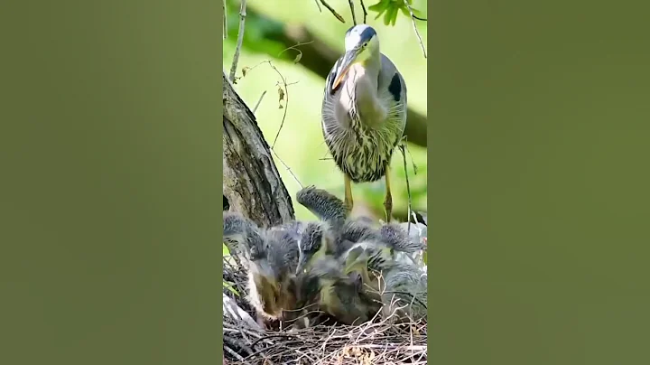 Grey heron feeding thier baby. looking so cute. like and subscribe for more vedios .save🌎