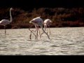 Flamingos Moon-Walking