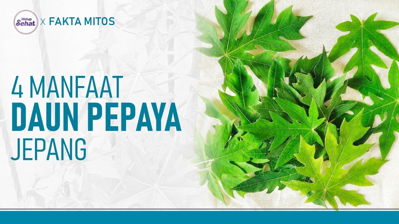 Selain Untuk Diabetes, Manfaat Daun Pepaya Jepang Sangat Melimpah! | Hidup Sehat tvOne