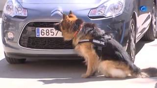 Ajax, el perro de la Guardia Civil que evitó un atentado, condecorado por su valentía