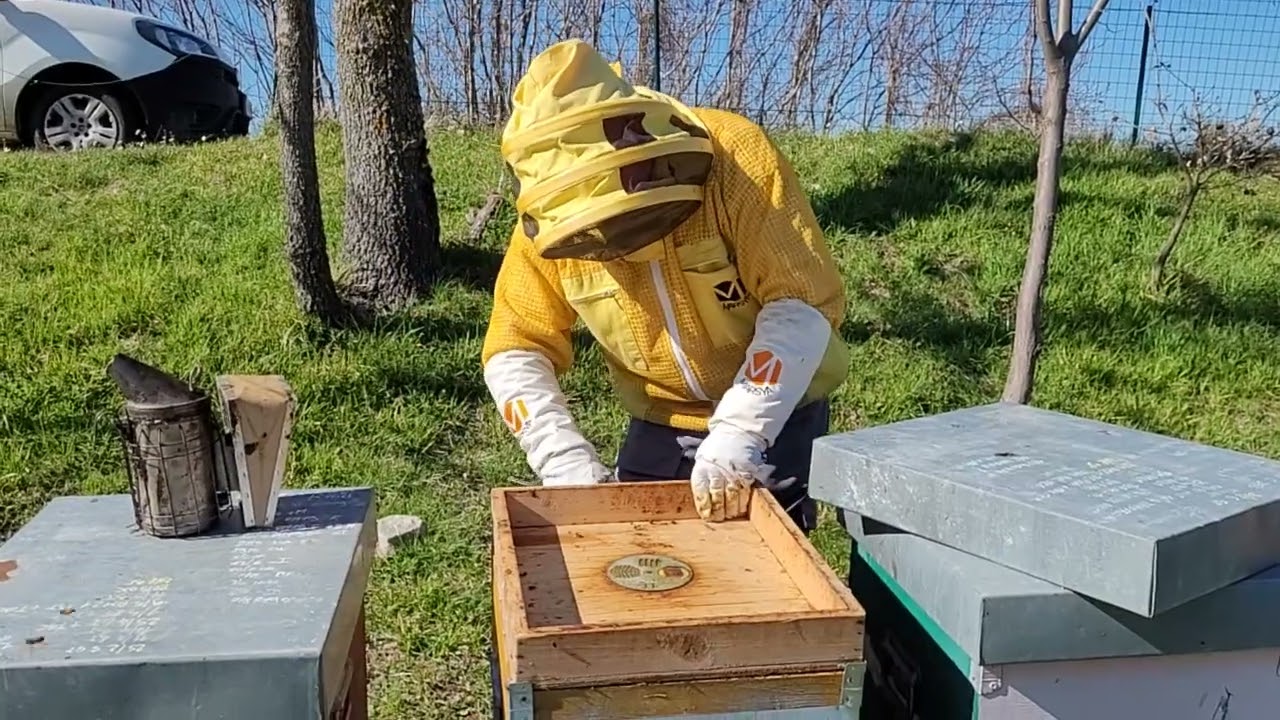 Apicoltura: seconda visita interna 2023, stato della covata