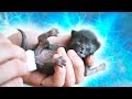 Спасение новорожденного котенка. Saving the newborn kitten (English subtitles) / SANI vlog