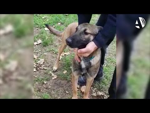 La Policía Nacional de Zaragoza adopta a una perra abandonada para convertirla en guía canino