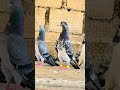 #kabutarandekabdetehain #pigeon