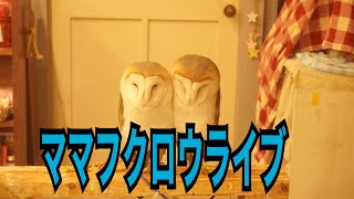 フクロウライブ