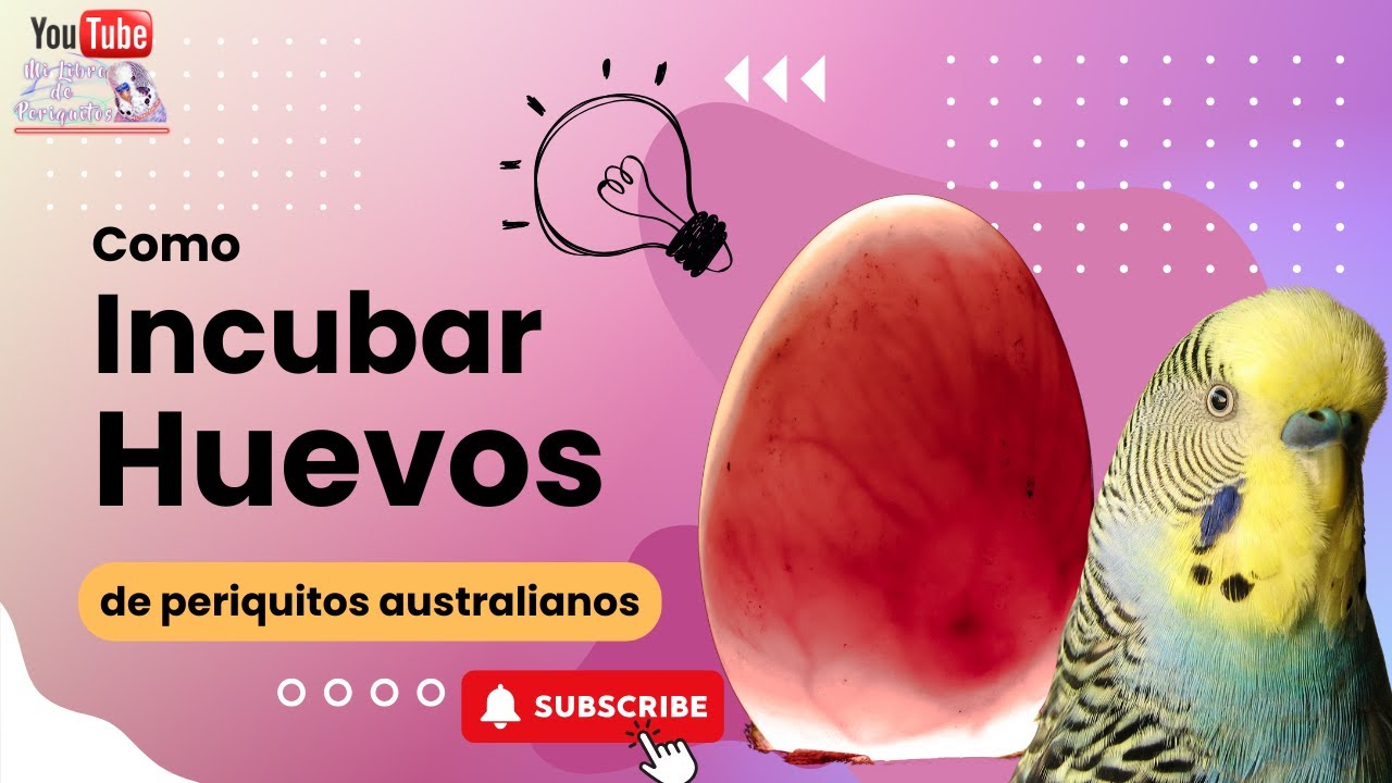 Como Incubar Huevos de Periquitos Australianos - YouTube