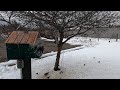 Day at the Bird Feeder 2022 12 16