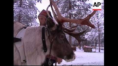 Reindeer farming is big business in Lapland