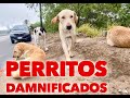 Ayuda a perros y personas damnificados por huracán  Hanna!