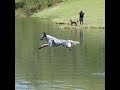 Australian Cattle Dog Dock Diving Drill Australian Cattle Dog Dock Diving Drill