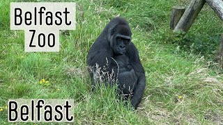 Amazing Animals at The Belfast Zoo | Belfast, Northern Ireland