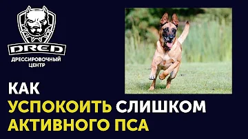 Как успокоить перевозбужденную собаку | Что делать если собачка слишком активная