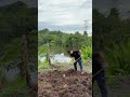 Backyard gardening