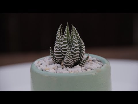 Vidéo: Soin de Zebra Haworthia : Conseils pour la culture de plantes succulentes Zebra Haworthia