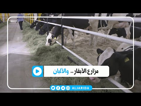 مزارع الأبقار وانتاج الألبان في الكويت مزارع الأبقار وانتاج الألبان في الكويت