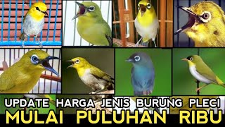 MULAI PULUHAN RIBU!! UPDATE JENIS BURUNG PLECI BERIKUT HARGANYA DI PASAR BURUNG PRAMUKA