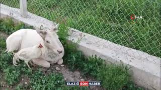 Elazığ’da Beyaz Alageyik Evin Bahçesine İndi