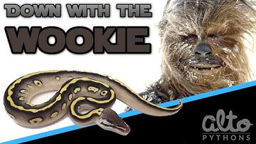 The Wookie Project -  Ball Python Morphs