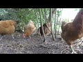 Unsere Hühner im Urwald