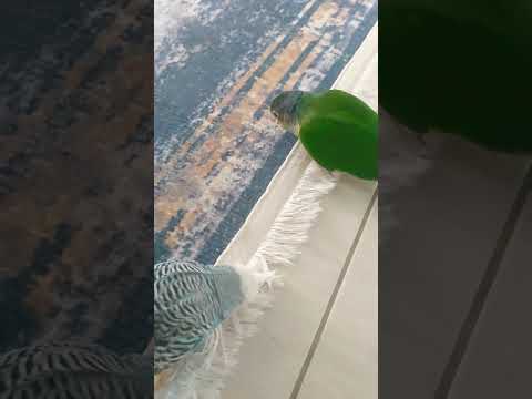 Arkadaş oldular😇🤗💐 #shorts