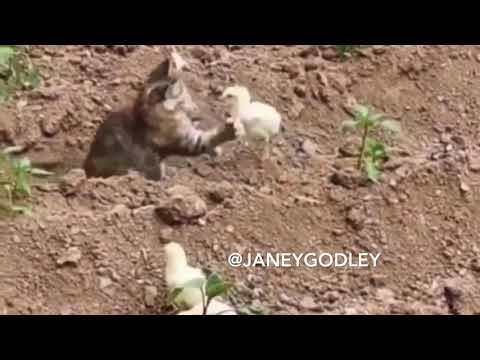 Cat V chick