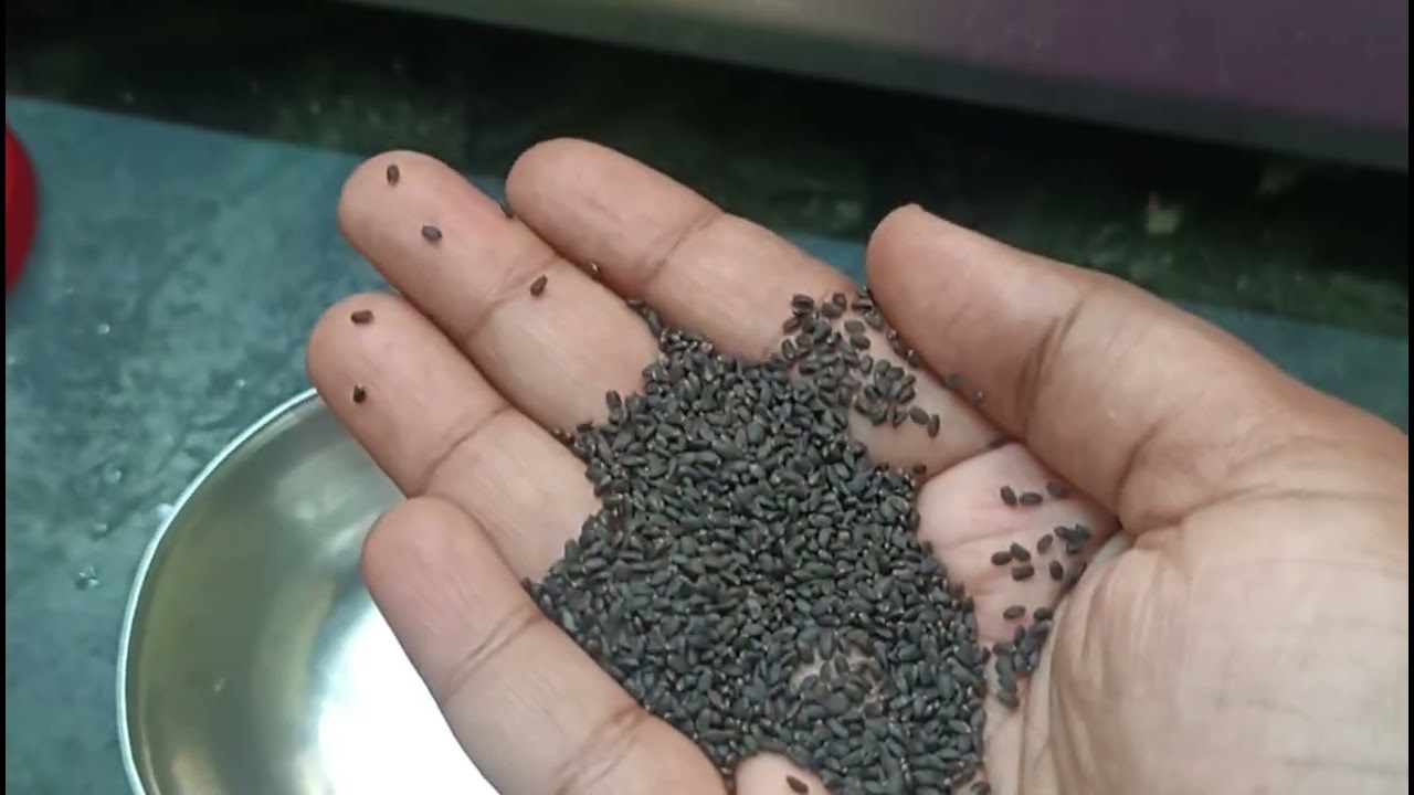 Hotel style lemon juice 🍋