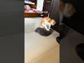My Cat vs Your Cat
