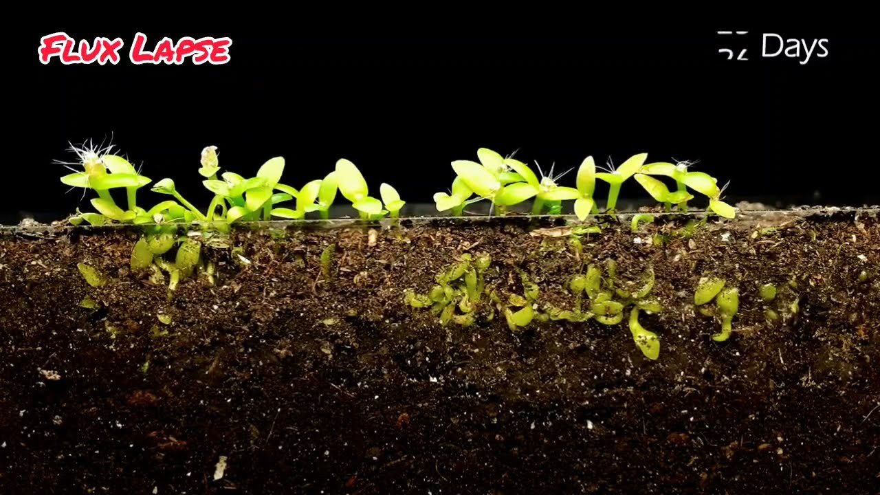 Growing dragon tree from seed | dragon plant growth time lapse |grow dragon seeds flux lapse