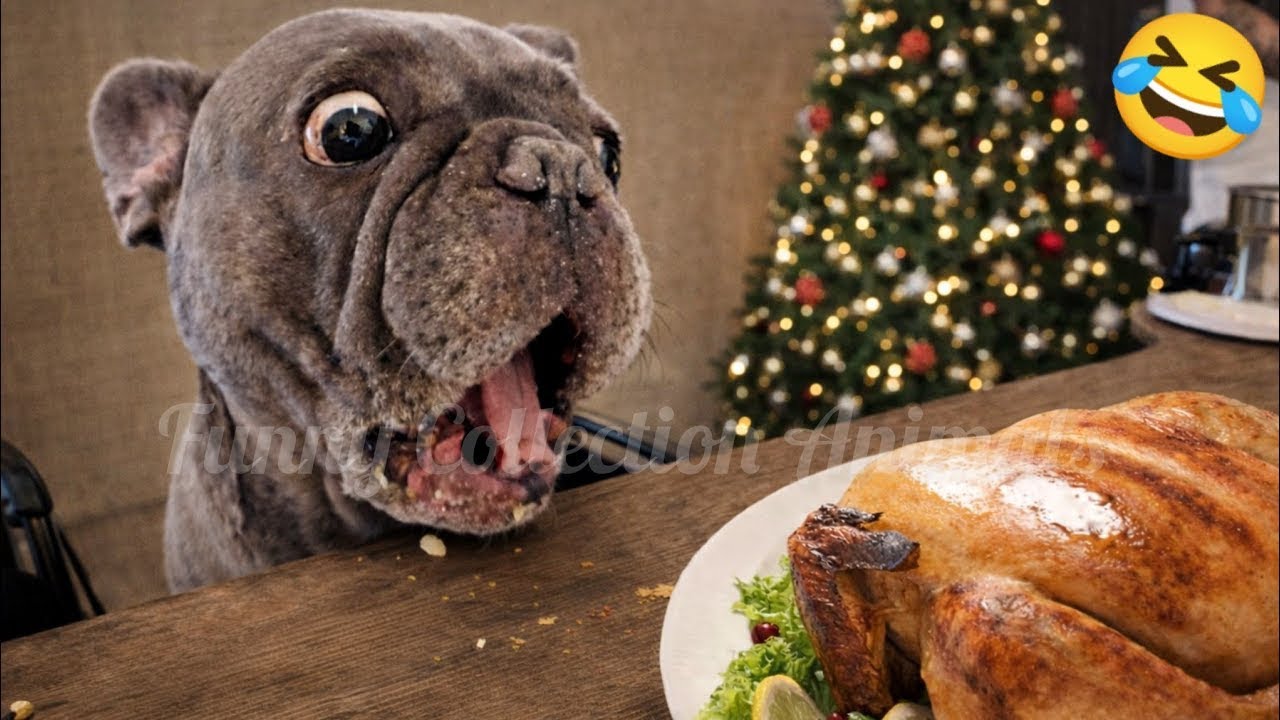 Cats 🐱 & Dogs 🐶 Fails #15 | Funniest Compilation 2025