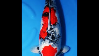 錦鯉/SP銀鱗昭和/仙助