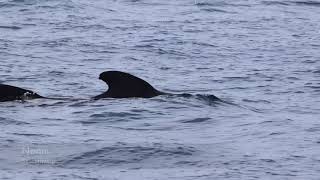 Griend Cantabrische Zee aug17