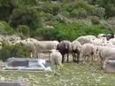 Stampede of sheep on cowboy hill, Marina Alta