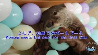 こむぎ初めてのボールプール　Komugi meets ball pool for the first time