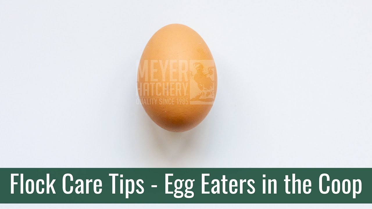 Flock Tips Meyer Hatchery Flock Tips - Egg Eaters in the Coop! - YouTube