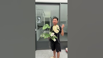 Ai trồng monstera albo rồi cũng gặp cảnh này thôi #huykiengla #caytrongnha #kiengla