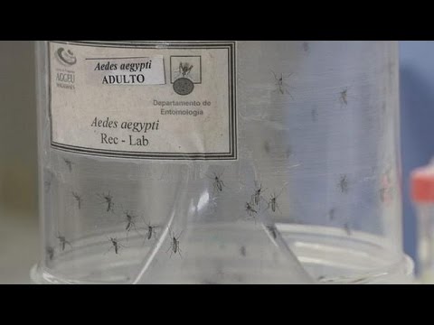 Mallezya'da Zika virüsü alarmı