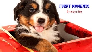 Getting a Puppy for Christmas Compilation 2014-2015 [HD] by Funny Moments 148,802 views 9 years ago 4 minutes, 35 seconds