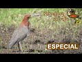 Paraguay Salvaje Especial: Hoko pytã