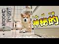 水の神様に出会うも〇〇に襲われた柴犬こむぎ