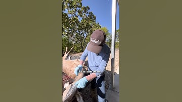 How to take a CWD sample