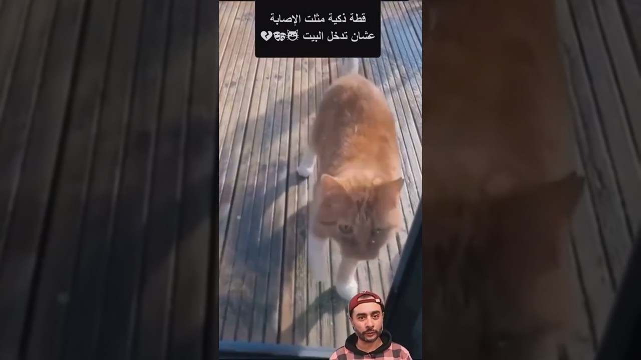 قطة ذكية مثلت الإصابة عشان تدخل البيت 😺🎭  #shortsvideos